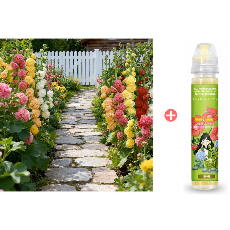 🌸Mehrjährig blühende Stockrosensamen🌸