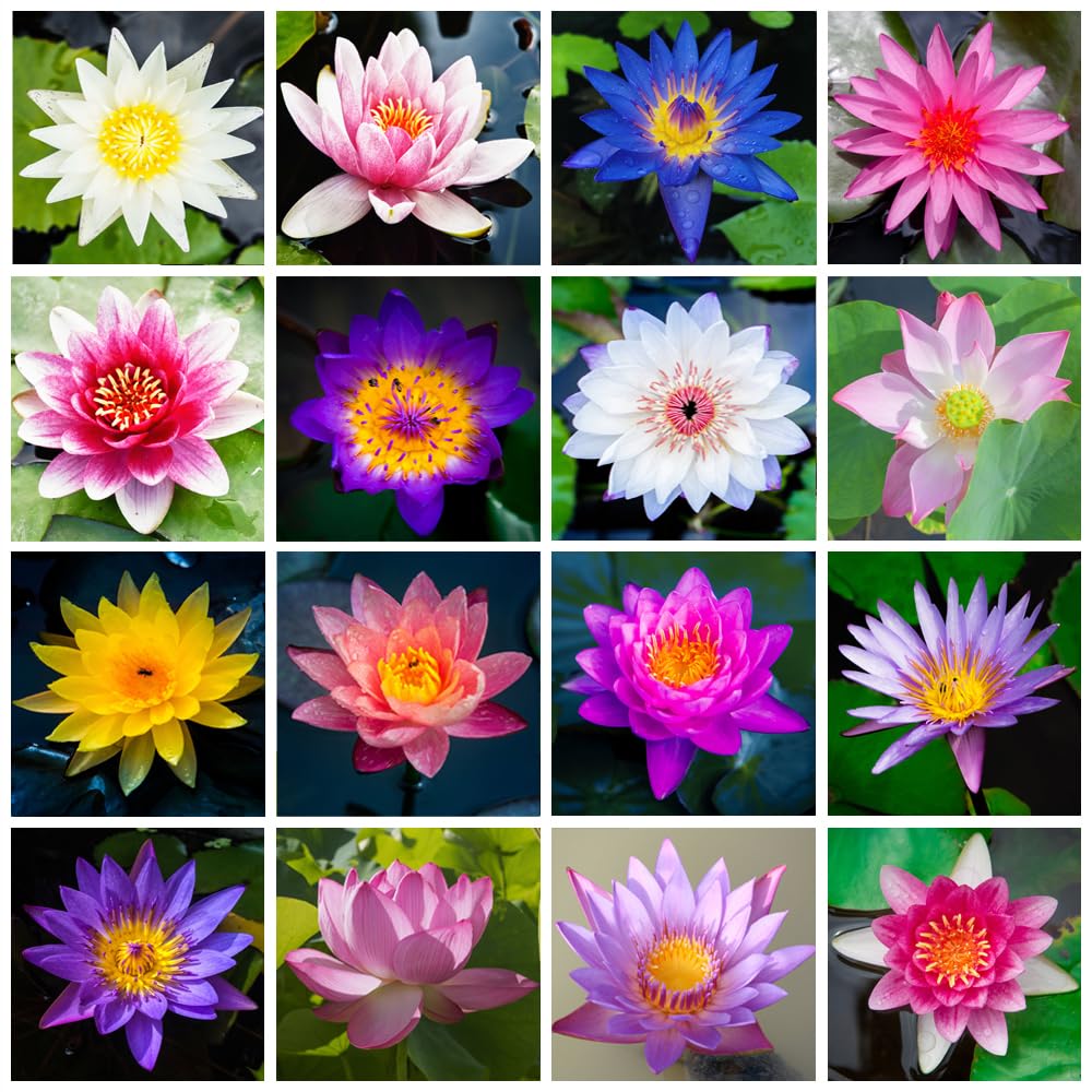 Bonsai-Schalen-Lotus-Samen (Mischfarben)