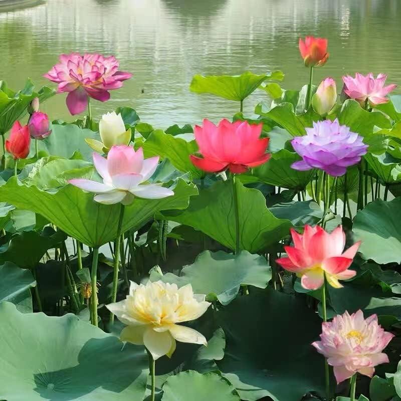 Bonsai-Schalen-Lotus-Samen (Mischfarben)