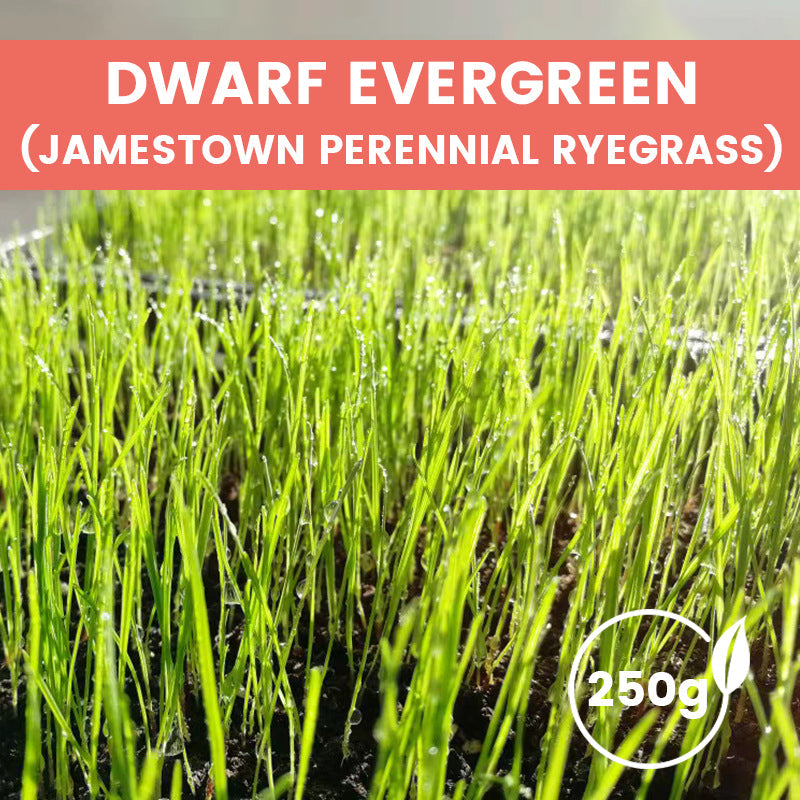 Premium-Rasensamen: Ideal für Hausrasen & Golfplatz ✓ 🌿🏌️♂️