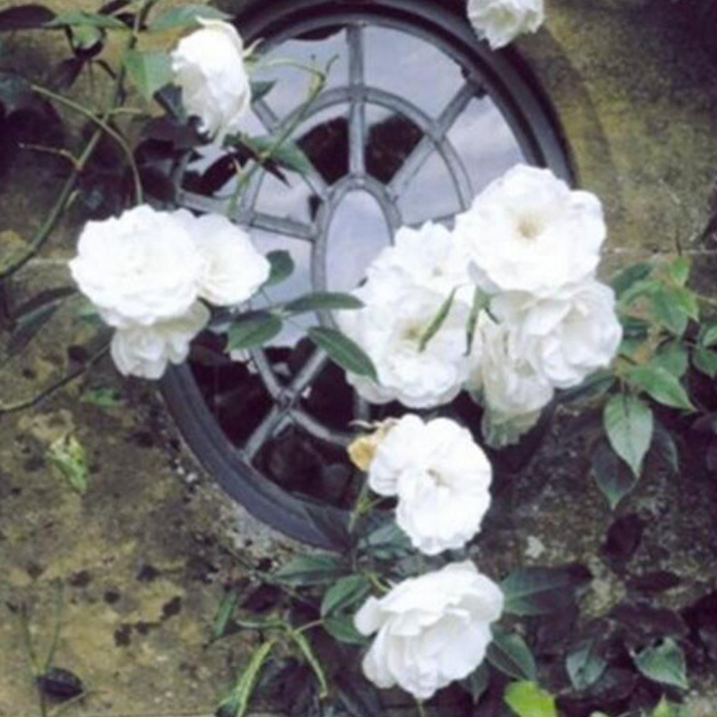 🌱【Kletterrosensamen】— Pflanzen Sie eine Wand und beobachten Sie, wie sie wie ein Wasserfall blüht! 💐💫