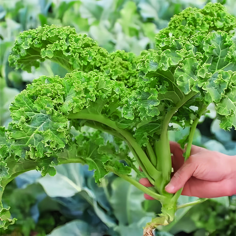 GMO-freie essbare Grünkohlsamen 🌱✨