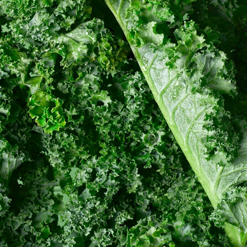 GMO-freie essbare Grünkohlsamen 🌱✨