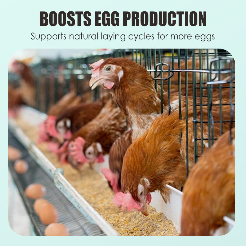 đđ„Eier-Booster FutterergĂ€nzung
