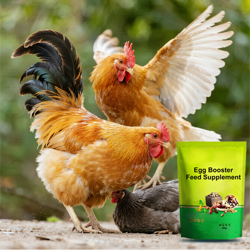 đđ„Eier-Booster FutterergĂ€nzung