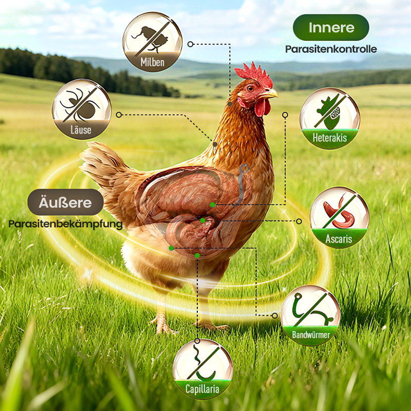 🐓Natürliches inneres und äußeres Entwurmungsmittel für Hühner