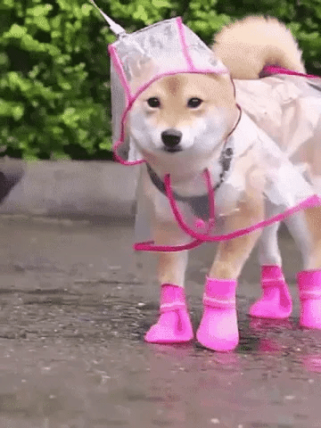 🐾 Regenwetter? Dein Hund bleibt trocken! – Transparenter Regenmantel für Hunde – leicht, bequem & einfach anzuziehen – perfekt für nasse Spaziergänge 🌧️✨