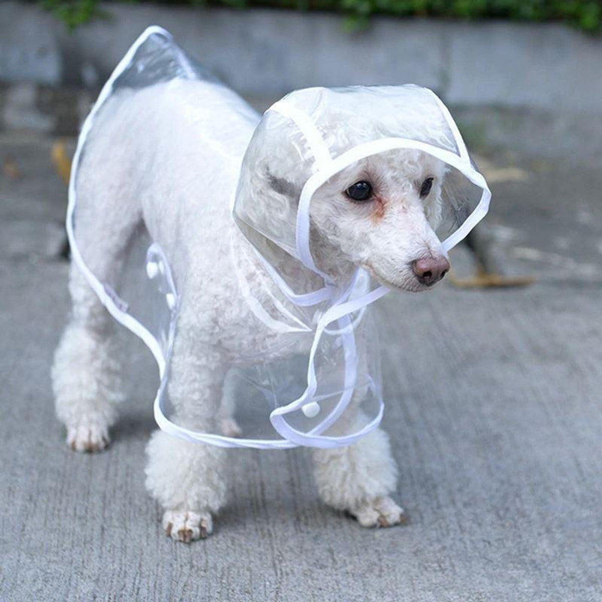 🐾 Regenwetter? Dein Hund bleibt trocken! – Transparenter Regenmantel für Hunde – leicht, bequem & einfach anzuziehen – perfekt für nasse Spaziergänge 🌧️✨