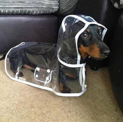 🐾 Regenwetter? Dein Hund bleibt trocken! – Transparenter Regenmantel für Hunde – leicht, bequem & einfach anzuziehen – perfekt für nasse Spaziergänge 🌧️✨