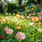 Bunte Wildblumen-Mischung: Blütenpracht das ganze Jahr! 🌸🌼🌺