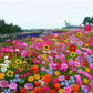 Bunte Wildblumen-Mischung: Blütenpracht das ganze Jahr! 🌸🌼🌺