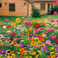 Bunte Wildblumen-Mischung: Blütenpracht das ganze Jahr! 🌸🌼🌺