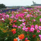 Bunte Wildblumen-Mischung: Blütenpracht das ganze Jahr! 🌸🌼🌺