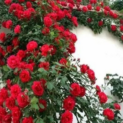 🌱【Kletterrosensamen】— Pflanzen Sie eine Wand und beobachten Sie, wie sie wie ein Wasserfall blüht! 💐💫