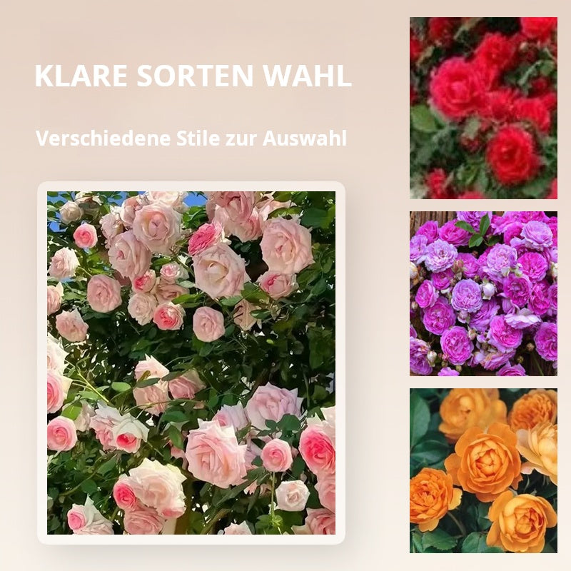 🌱【Kletterrosensamen】— Pflanzen Sie eine Wand und beobachten Sie, wie sie wie ein Wasserfall blüht! 💐💫