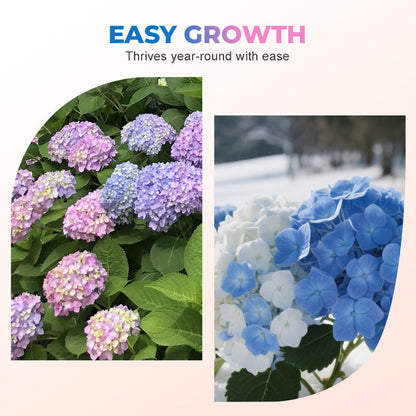 Mehrfarbige Hortensiensamen 🌈🌿🌺
