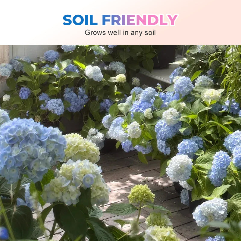 Mehrfarbige Hortensiensamen 🌈🌿🌺