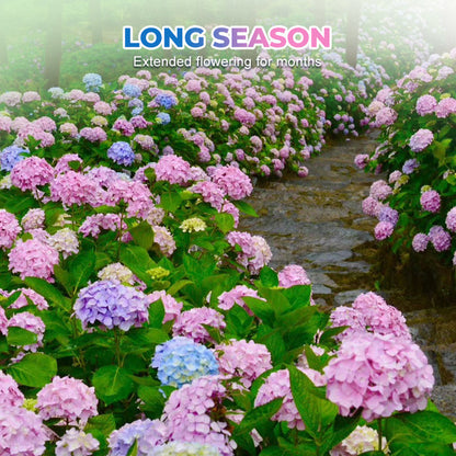 Mehrfarbige Hortensiensamen 🌈🌿🌺