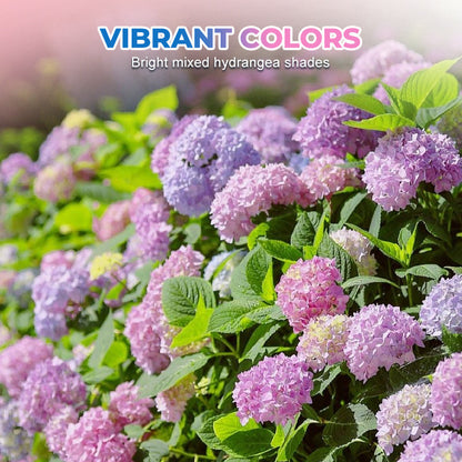 Mehrfarbige Hortensiensamen 🌈🌿🌺