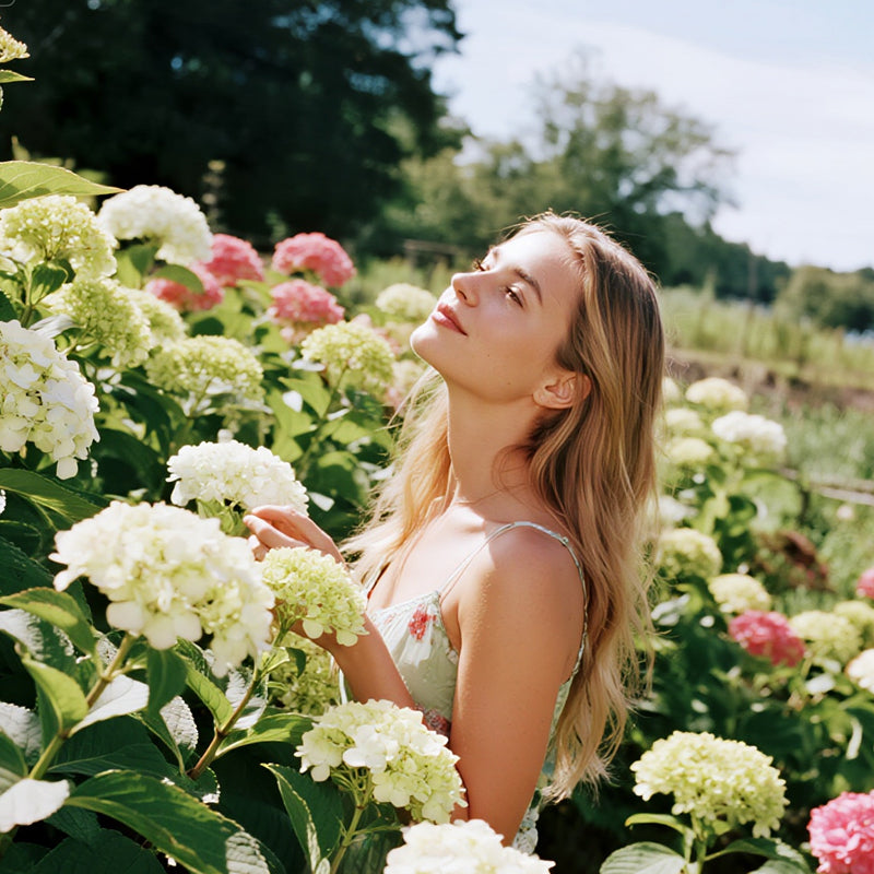 Mehrfarbige Hortensiensamen 🌈🌿🌺