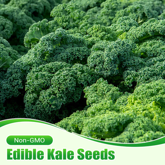 GMO-freie essbare Grünkohlsamen 🌱✨