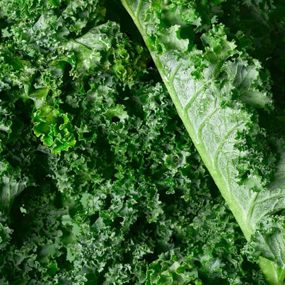 GMO-freie essbare Grünkohlsamen 🌱✨