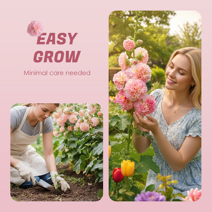 🌸Mehrjährig blühende Stockrosensamen🌸