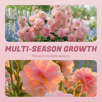 Mehrjährig blühende Stockrosensamen