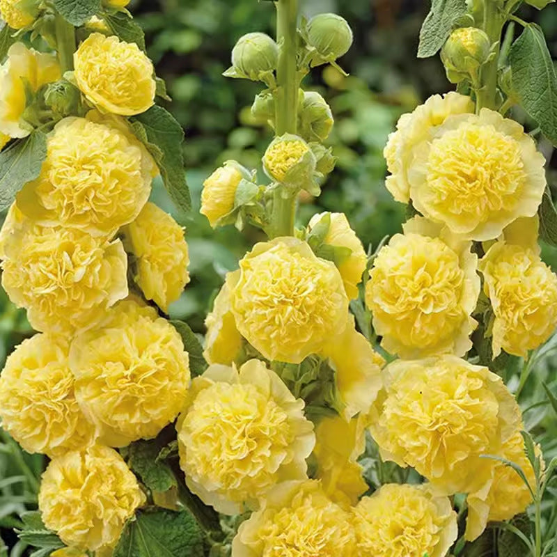 🌸Mehrjährig blühende Stockrosensamen🌸