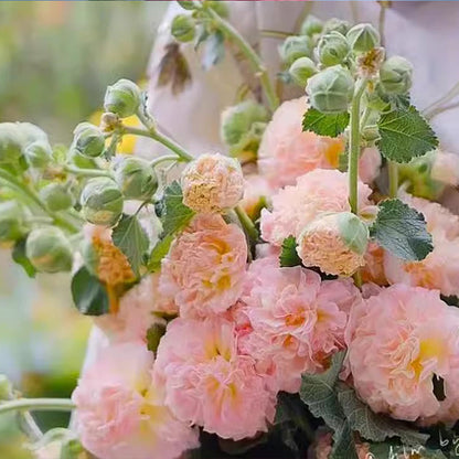 🌸Mehrjährig blühende Stockrosensamen🌸