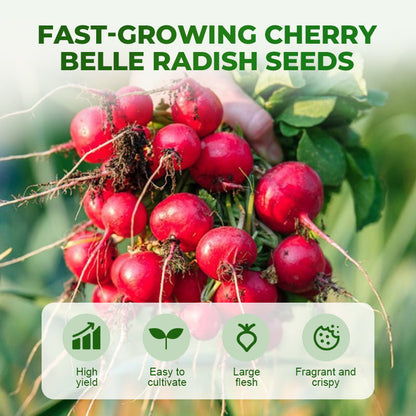 Schnellwachsende Cherry-Belle-Rettichsamen
