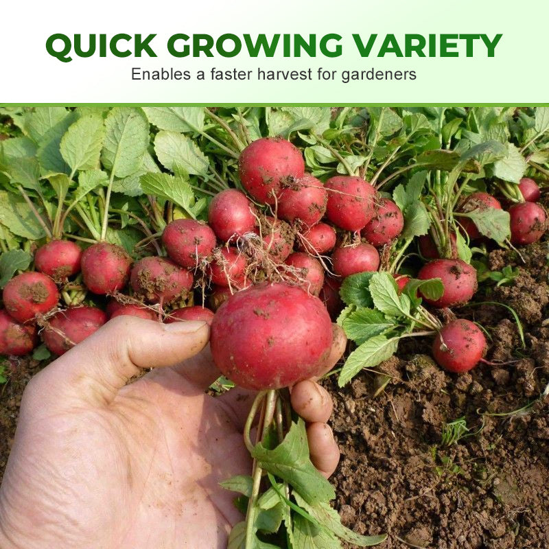 Schnellwachsende Cherry-Belle-Rettichsamen