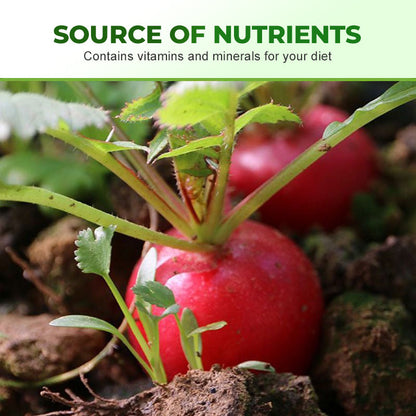 Schnellwachsende Cherry-Belle-Rettichsamen