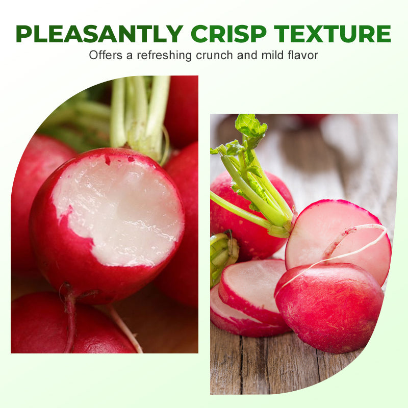 Schnellwachsende Cherry-Belle-Rettichsamen