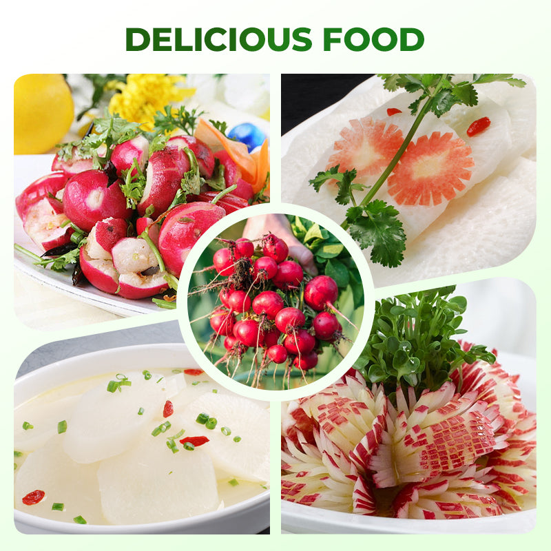 Schnellwachsende Cherry-Belle-Rettichsamen