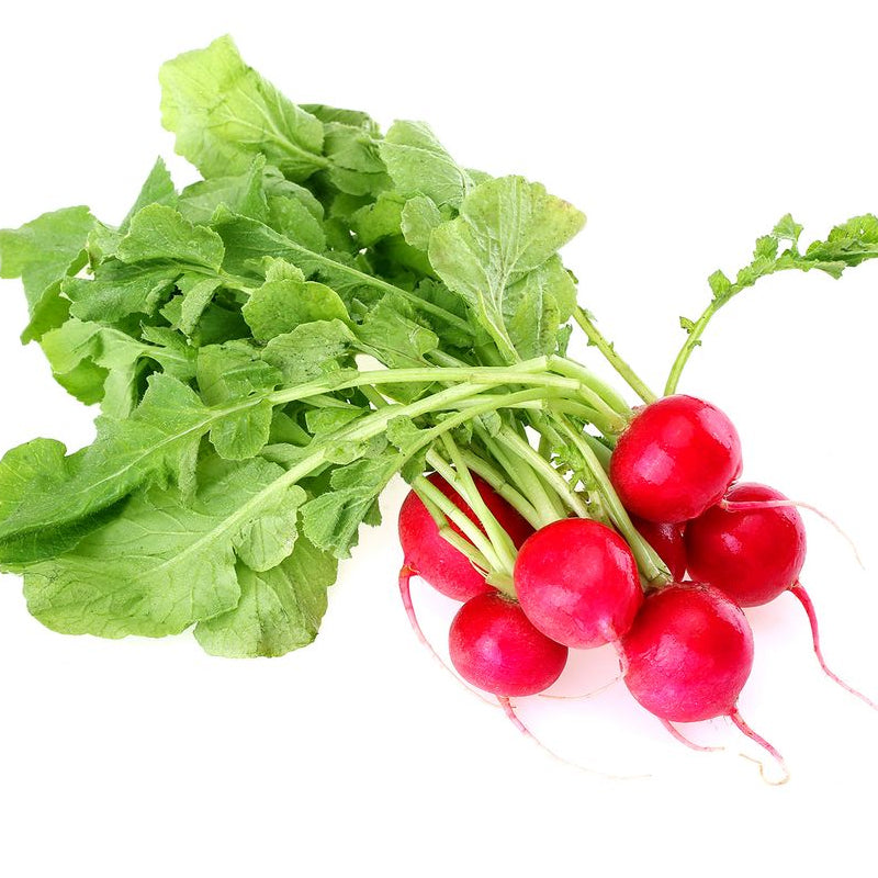 Schnellwachsende Cherry-Belle-Rettichsamen