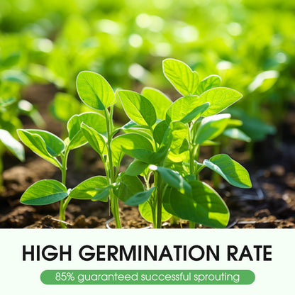 Hochwertiges Raps-Saatgut mit hohem Ertrag