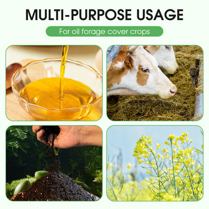 Hochwertiges Raps-Saatgut mit hohem Ertrag