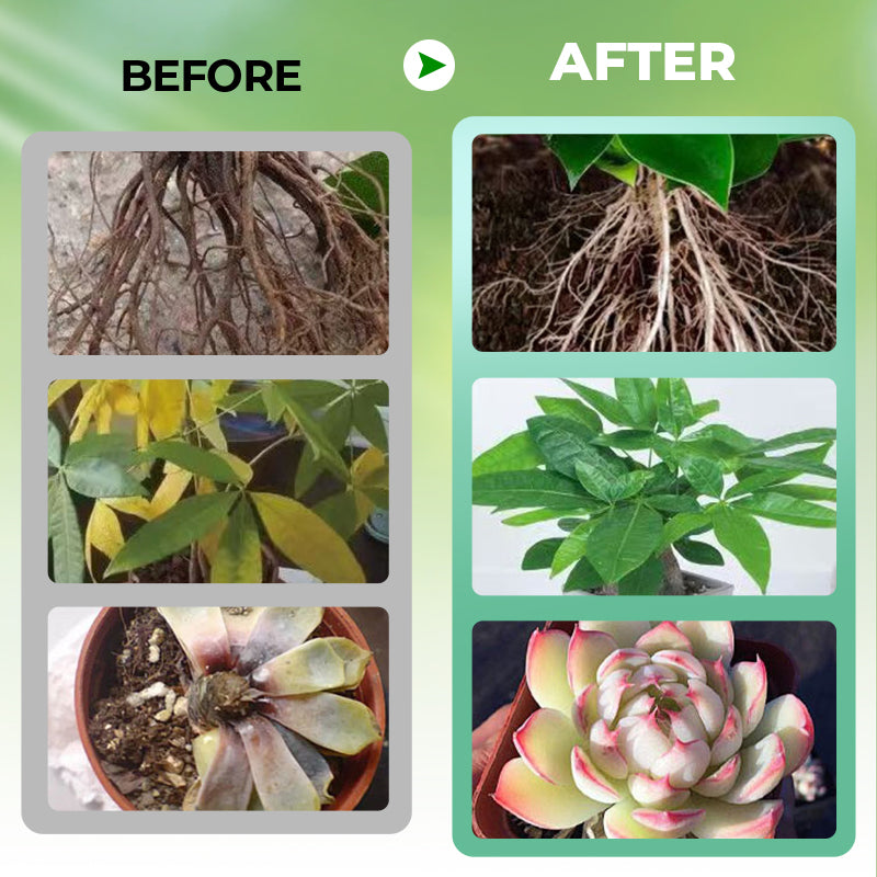 Hydroponische Pflanzen-Nährlösung 🌿💧