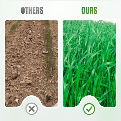 Winterharte & Schnellwachsende Raygras Samen 🌱❄️