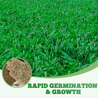 Winterharte & Schnellwachsende Raygras Samen 🌱❄️