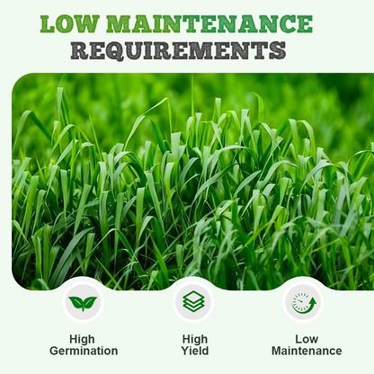 Winterharte & Schnellwachsende Raygras Samen 🌱❄️