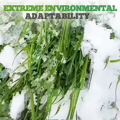 Winterharte & Schnellwachsende Raygras Samen 🌱❄️