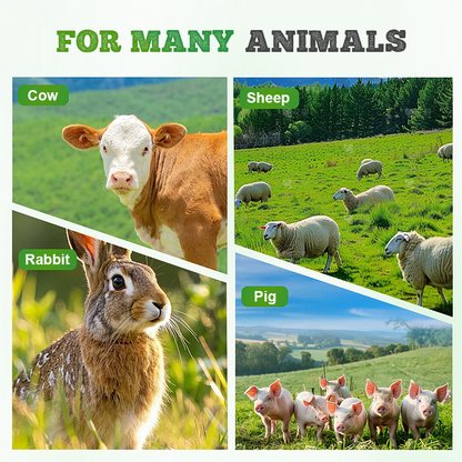 Winterharte & Schnellwachsende Raygras Samen 🌱❄️