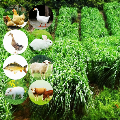 Winterharte & Schnellwachsende Raygras Samen 🌱❄️