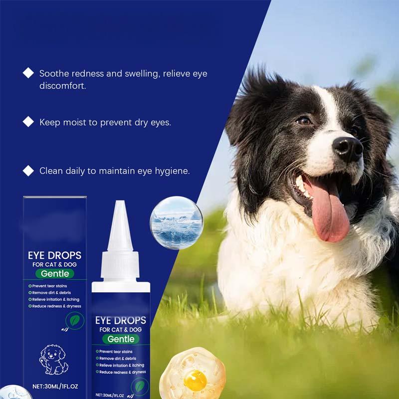 Augentropfen für Hunde & Katzen 🐶🐱💧