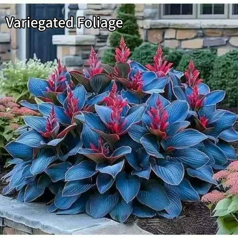 🎄 Leicht anzubauende Garten-Samen – das perfekte Weihnachtsgeschenk! 🌱🎁