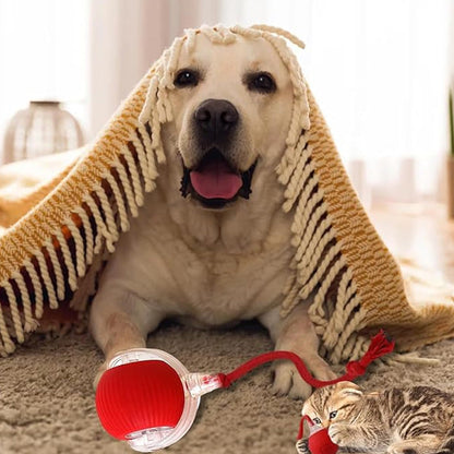 🐾 50% RABATT! 🔥 Intelligenter selbstrollender Ball – Hindernissensor, aufladbar & leicht – Perfekt für Hunde & Katzen – 3 Farben, interaktiver Spielspaß für drinnen und draußen 🎾