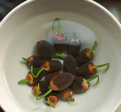 ✨ Lotus-Samen im Topf – für exotische Schönheit in Gärten und Wohnungen! ✨