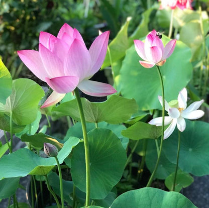 ✨ Lotus-Samen im Topf – für exotische Schönheit in Gärten und Wohnungen! ✨